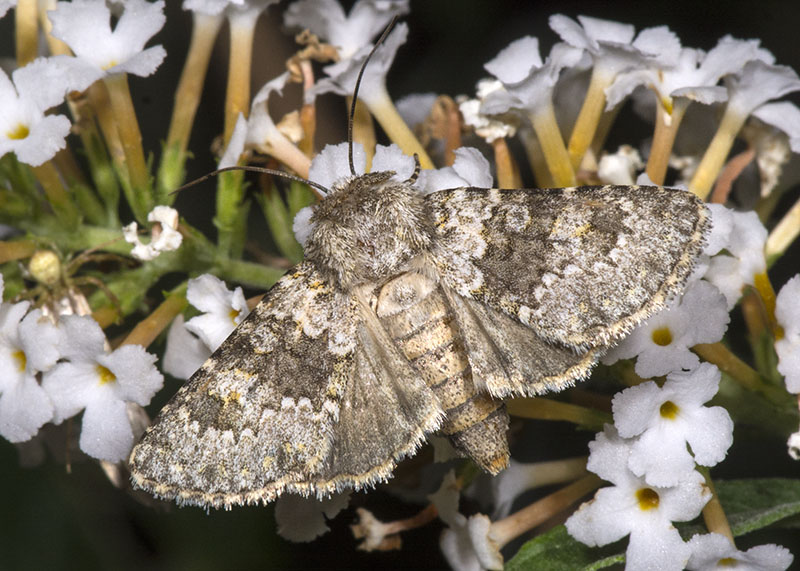 Noctuidae - Hecatera dysodea